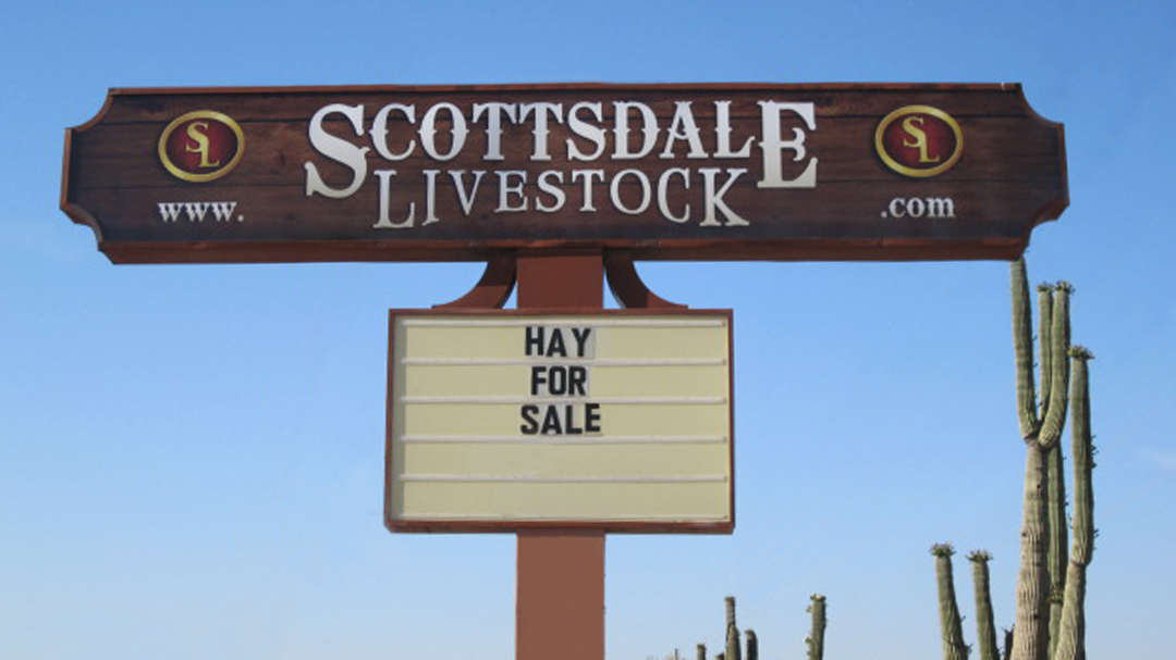 8 Scottsdale Livestock TS